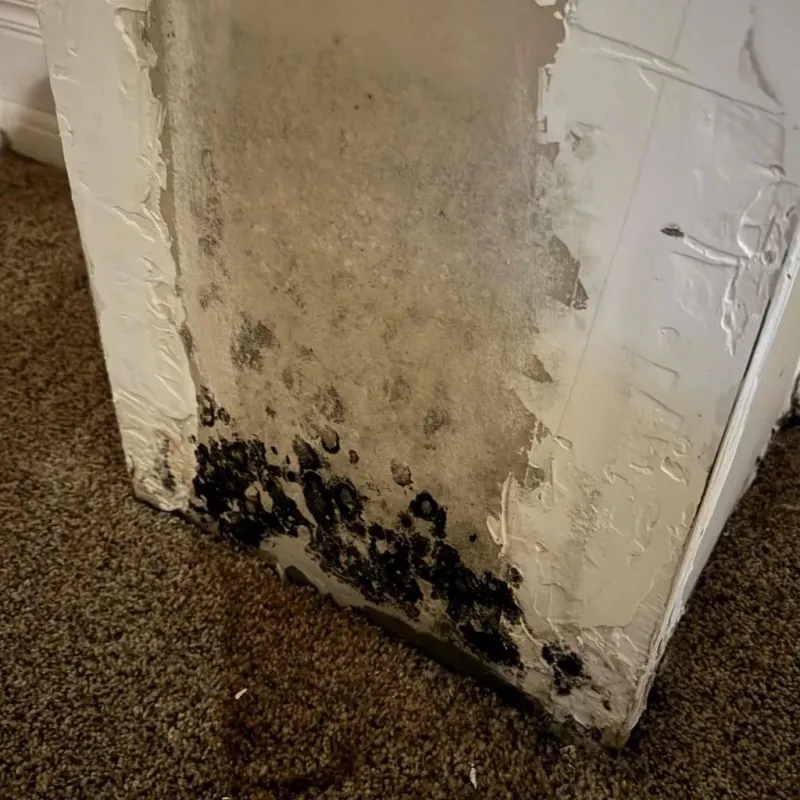 Professional Mold Removal in Ardmore, TN